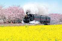 SL・桜・菜の花街道