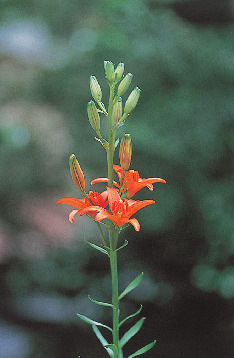 天狗高原では、高山植物が見られる!