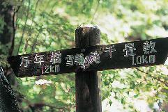 【四国カルスト&滑床渓谷×観光】旅で見つけたスローな風景をご紹介します