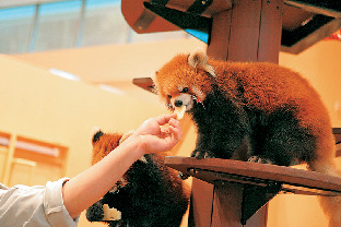 【静岡・日本平動物園×ごはん&おやつタイム】レッサーパンダのおやつタイム