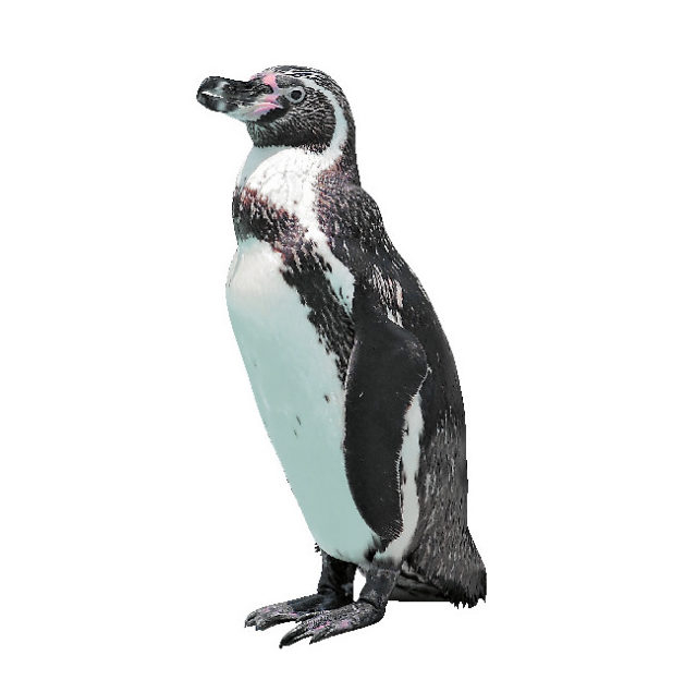 【静岡・日本平動物園×ごはん&おやつタイム】ペンギンのお食事タイム