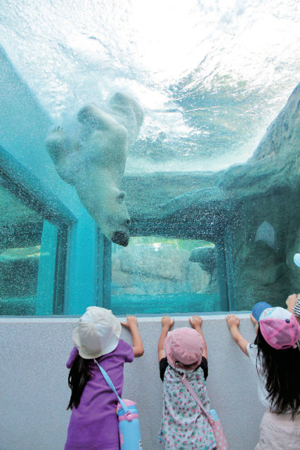 【静岡・日本平動物園×展示法】●ホッキョクグマ