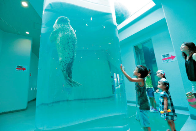 【静岡・日本平動物園×展示法】●ゴマフアザラシ