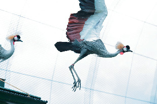 【静岡・日本平動物園×展示法】フライングメガドーム