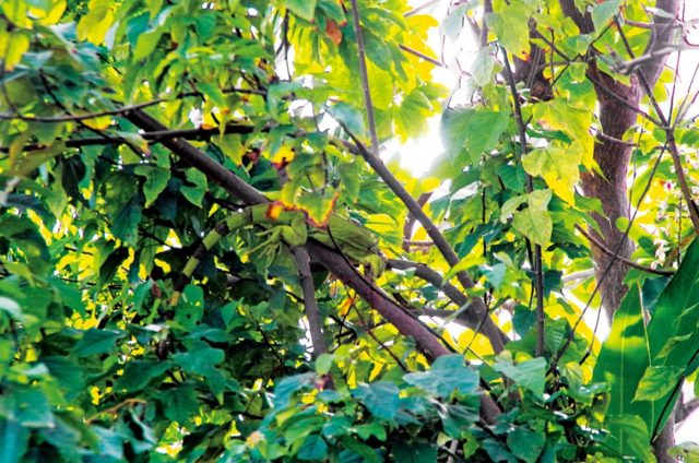 水遊園のユカイな仲間たち