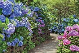 【6月】下田あじさい祭