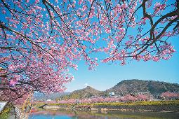 【2月】河津桜まつり