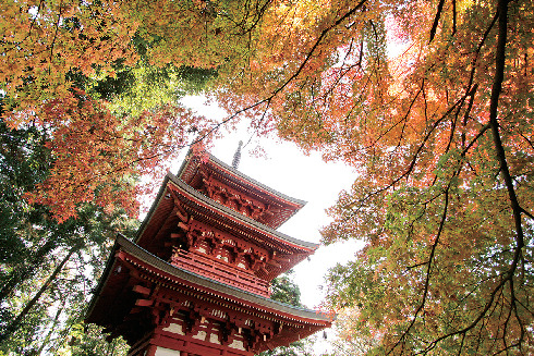 【遠州三山】文化財に囲まれた寺で眼の仏、足の神に祈る「医王山油山寺」