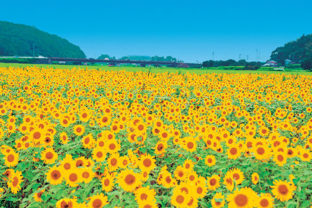 ましこ町ひまわり祭り