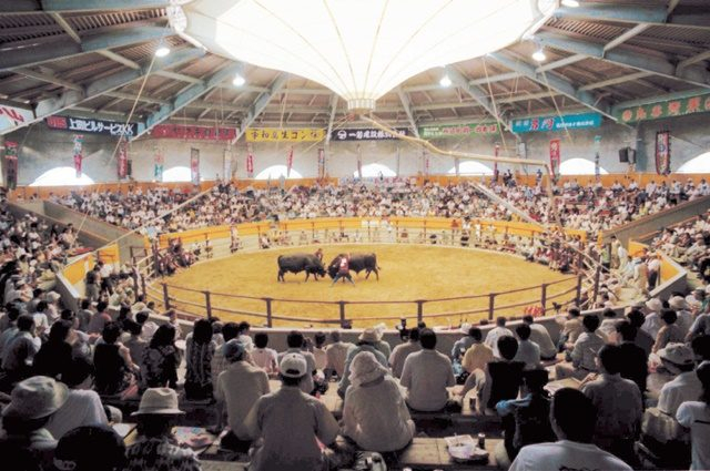 宇和島のおすすめの観光スポット 宇和島市営闘牛場