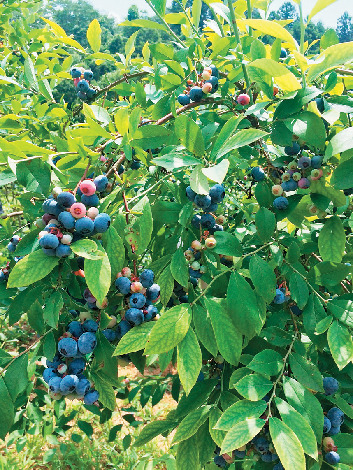 6月の森 ブルーベリーファーム