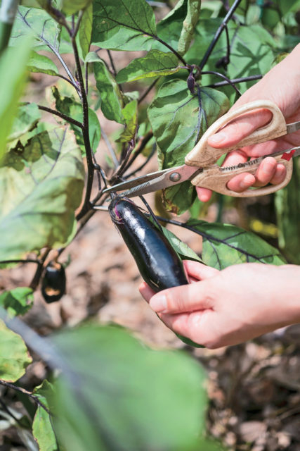 自然の音に囲まれた山の農家暮らしを体験「マルモ農園」