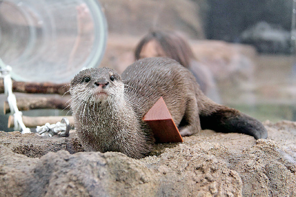 【愛媛県立とべ動物園×必見スポット】カワウソ舎