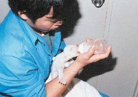 【愛媛県立とべ動物園】 ピース成長ものがたり