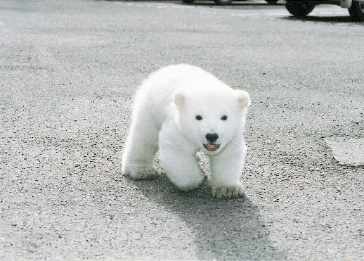 【愛媛県立とべ動物園】 ピース成長ものがたり