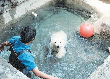 【愛媛県立とべ動物園】 ピース成長ものがたり