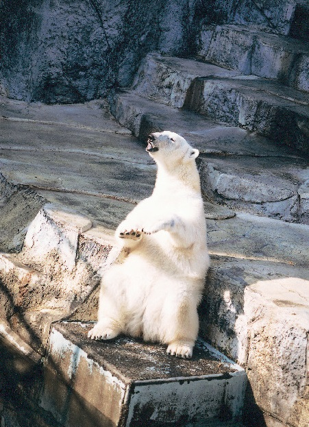 【愛媛県立とべ動物園】 ピース成長ものがたり