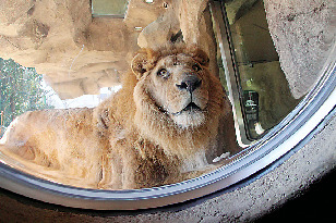 【愛媛県立とべ動物園×必見スポット】ライオン舎