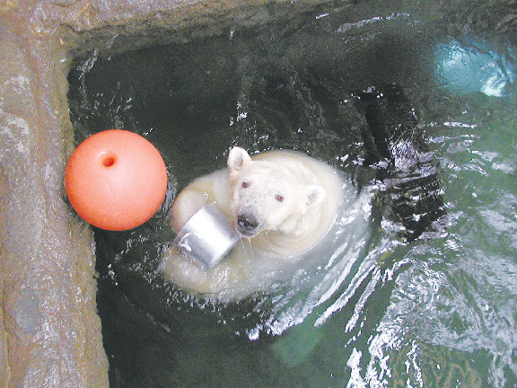 【愛媛県立とべ動物園×必見スポット】ホッキョクグマピース舎