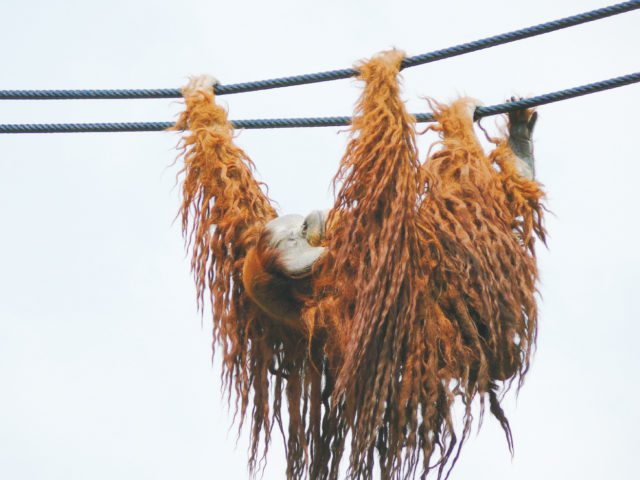 【愛媛県立とべ動物園×必見スポット】オランウータン舎