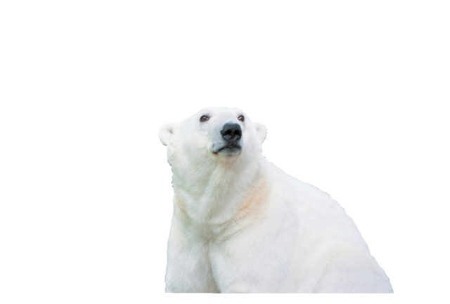 【愛媛県立とべ動物園】 ピース成長ものがたり