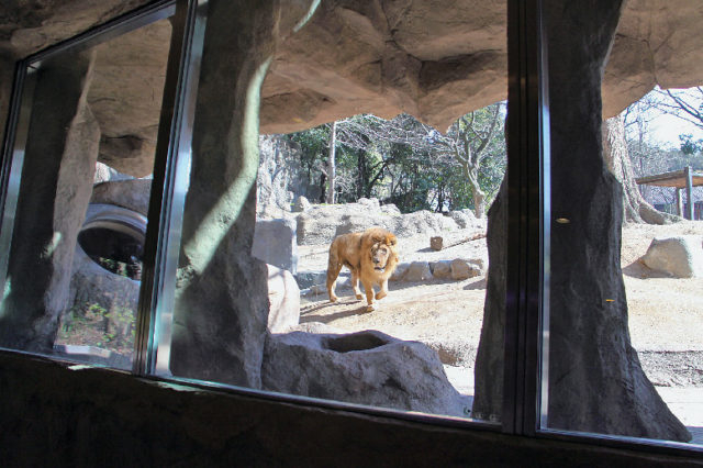 【愛媛県立とべ動物園×必見スポット】ライオン舎