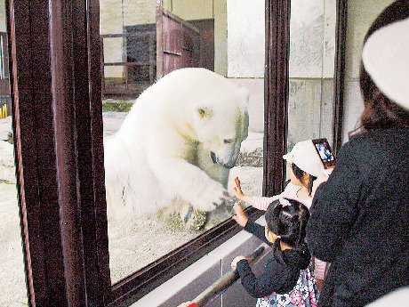 【愛媛県立とべ動物園×必見スポット】ホッキョクグマピース舎