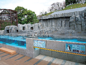 【愛媛県立とべ動物園×必見スポット】ペンギン広場