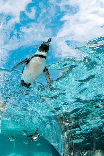 【愛媛県立とべ動物園×必見スポット】ペンギン広場