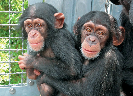 チンパンジーのミライ&ロッキー