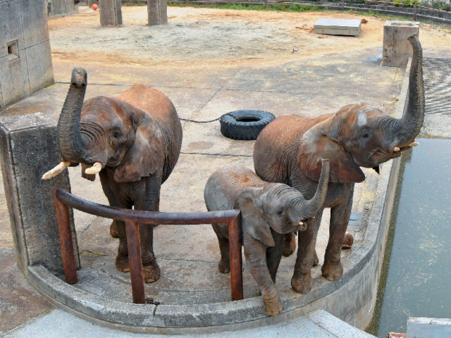 アフリカゾウの砥愛(とあ)