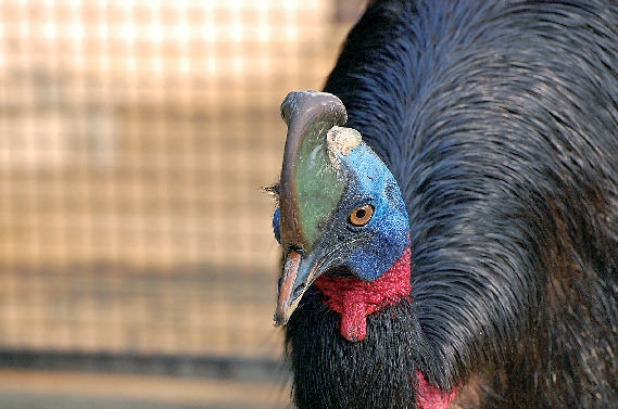 パプアヒクイドリのセロム