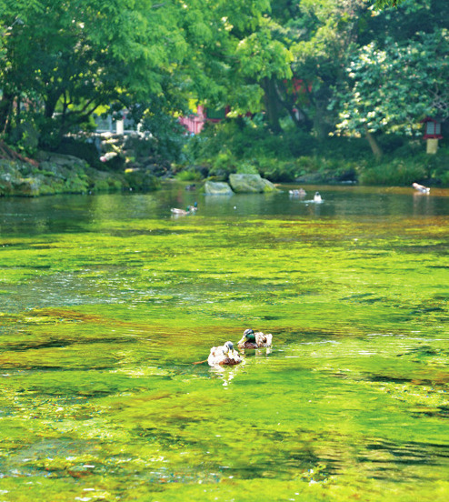 【富士山本宮浅間大社】湧玉池