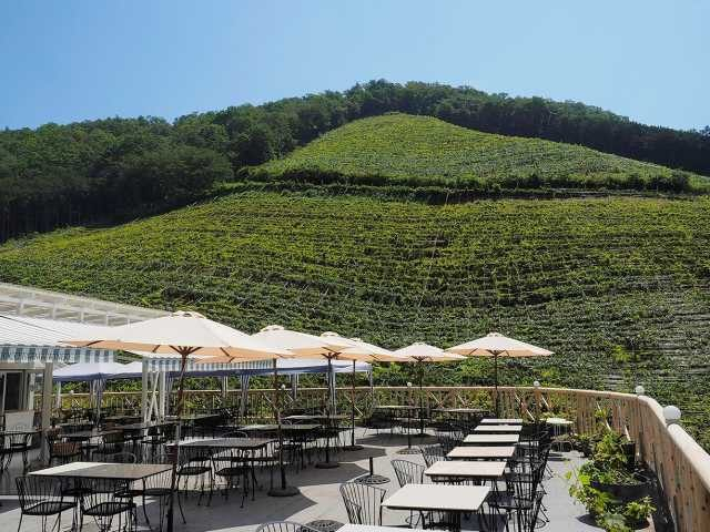 ココ・ファーム・ワイナリーの成り立ち