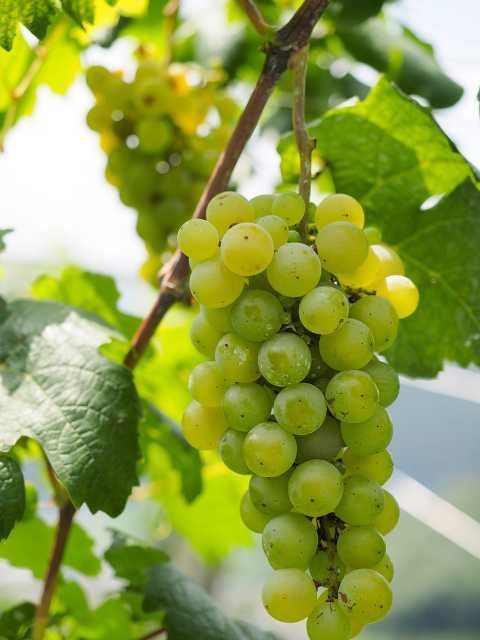 ココ・ファーム・ワイナリーの成り立ち