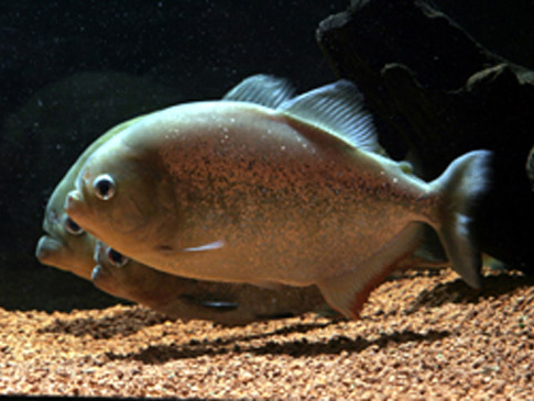 見上げてみよう!大迫力のアマゾン大水槽