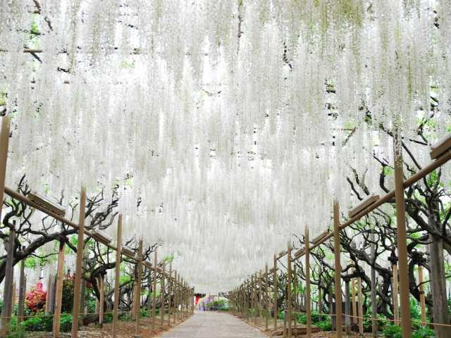 あしかがフラワーパーク