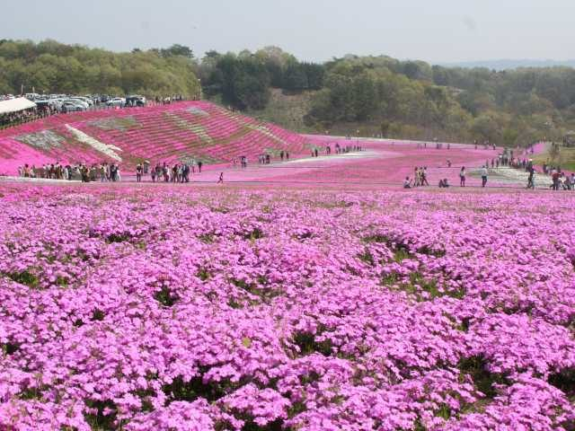 市貝町芝ざくら公園