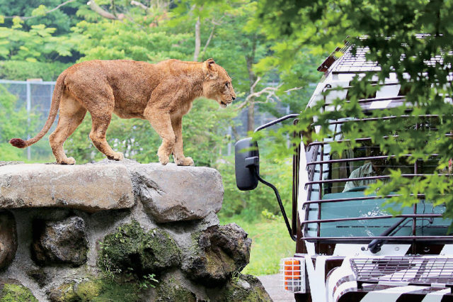 富士サファリパークの基本情報