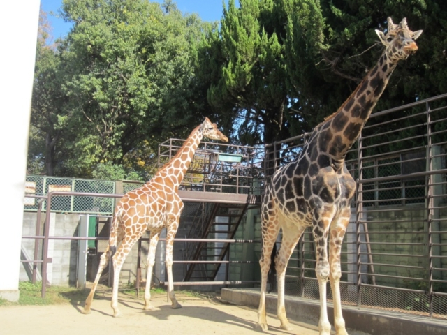 姫路市立動物園
