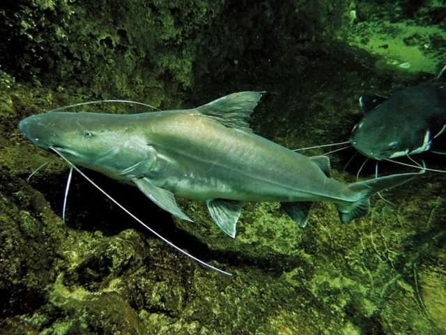 見上げてみよう!大迫力のアマゾン大水槽