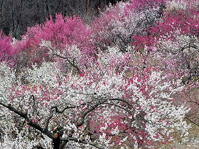 宝登山梅百花園(埼玉県)