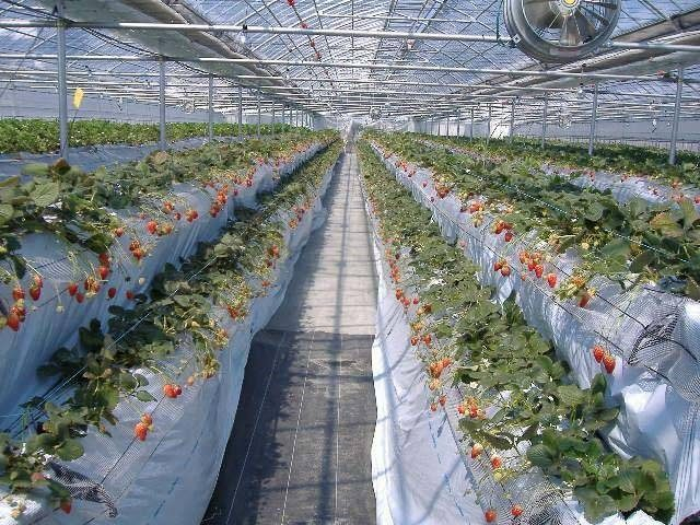 いちご工房 木村屋(埼玉県)