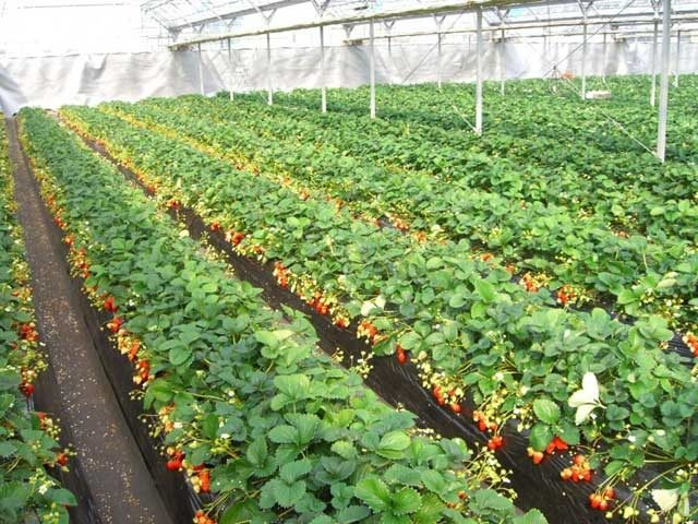 館山いちご狩りセンター(千葉県)