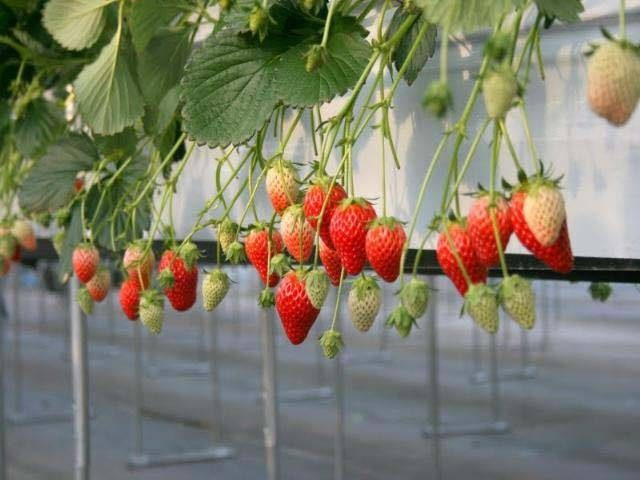 新倉農園(東京都)