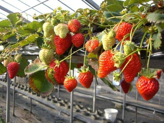 鎌倉観光いちご園(神奈川県)
