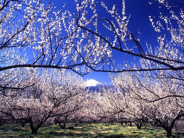 曽我梅林(神奈川県)