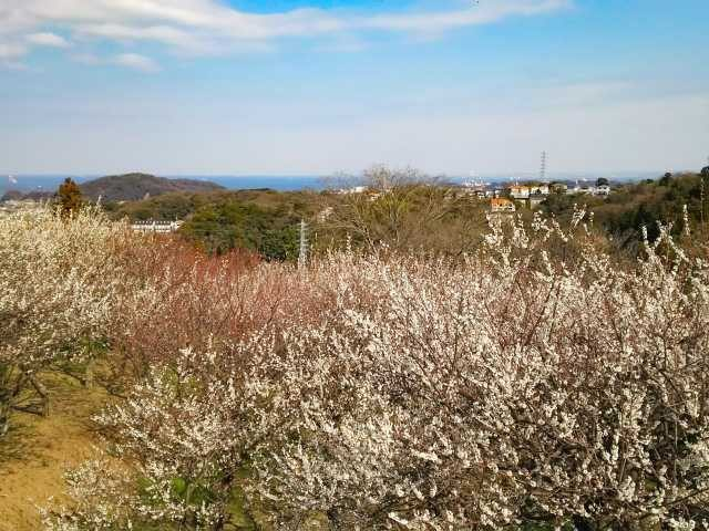 田浦梅の里(神奈川県)