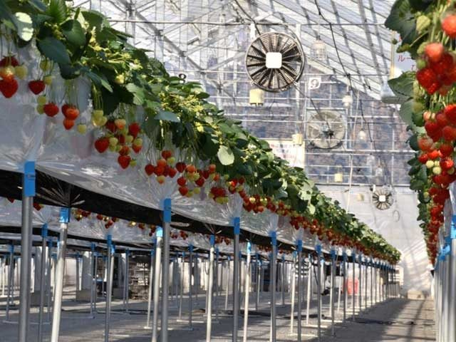 湯沢いちご村(新潟県)