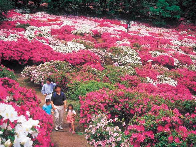 西山公園のツツジ